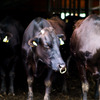 three head of cattle