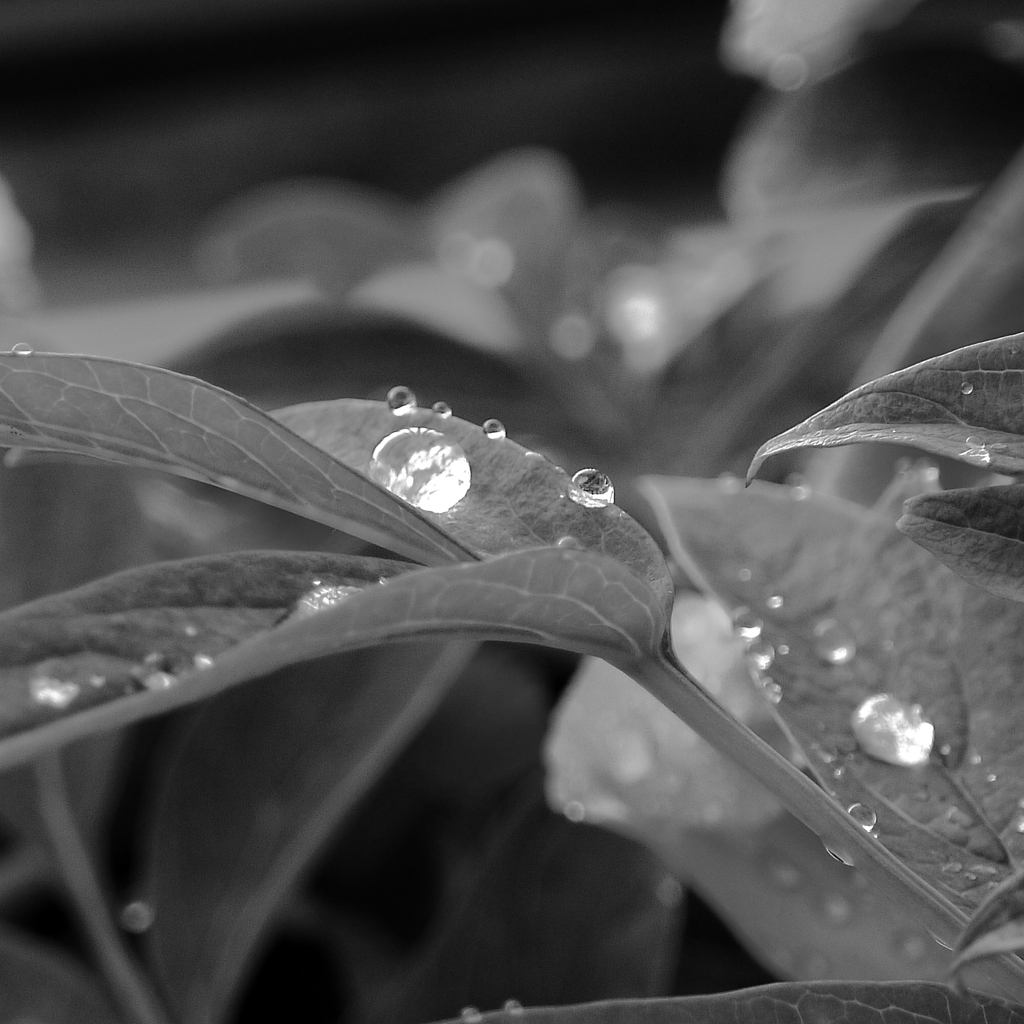 silent raindrops