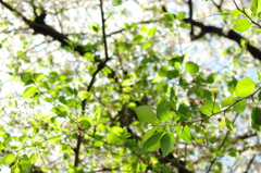 葉桜が余計に悲しくさせる。