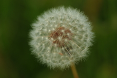 IMGP3988