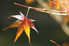 IMGP3876
