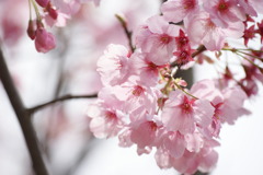 2010年の桜