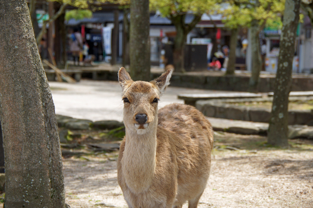 あっ、どうも