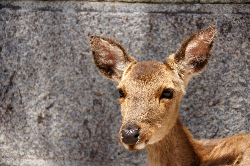 例の右側のかわいい子