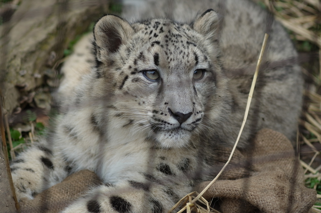 ユキヒョウ