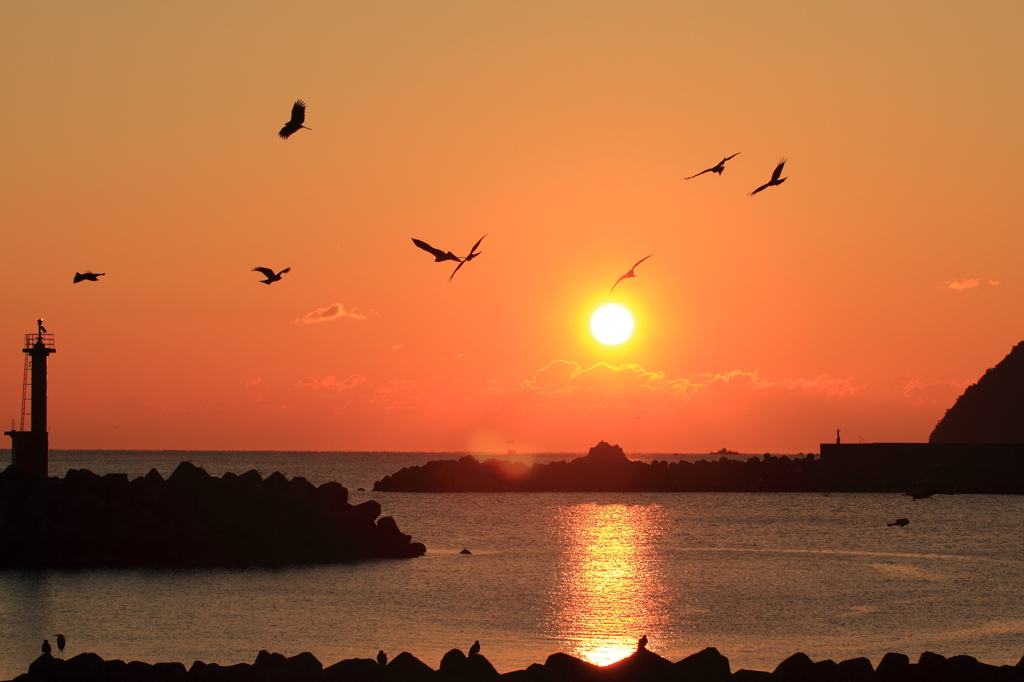 鳶