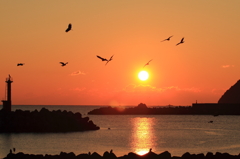 鳶