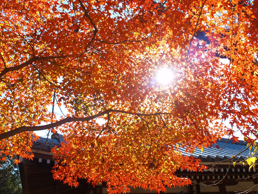東漸寺の秋Ⅰ