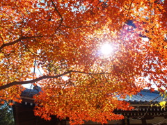 東漸寺の秋Ⅰ