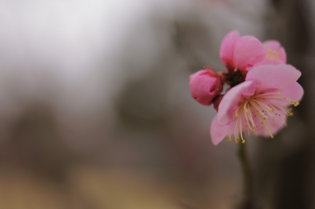 花曇り