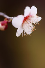 香り