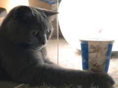もう一杯