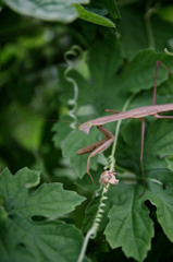 カマキリカメラ目線