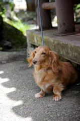 さわやか犬