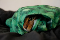 猫inキウイ