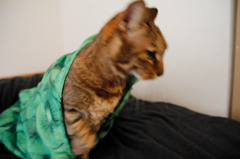 猫キウイ脱出