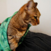 猫キウイ脱出
