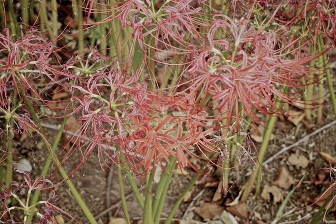 曼珠沙華も色あせて