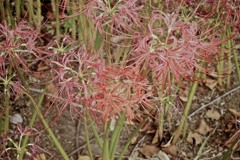 曼珠沙華も色あせて