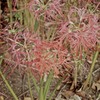 曼珠沙華も色あせて