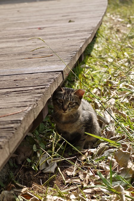 草原猫