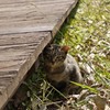 草原猫