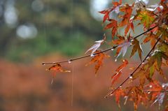 冷たい雨