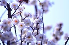そこには暖かな春が