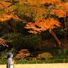 見上げる紅葉