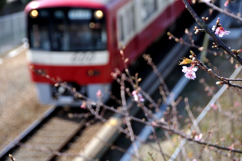 乗り遅れた桜