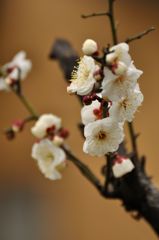 聞こえますか　春の足音