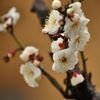 聞こえますか　春の足音