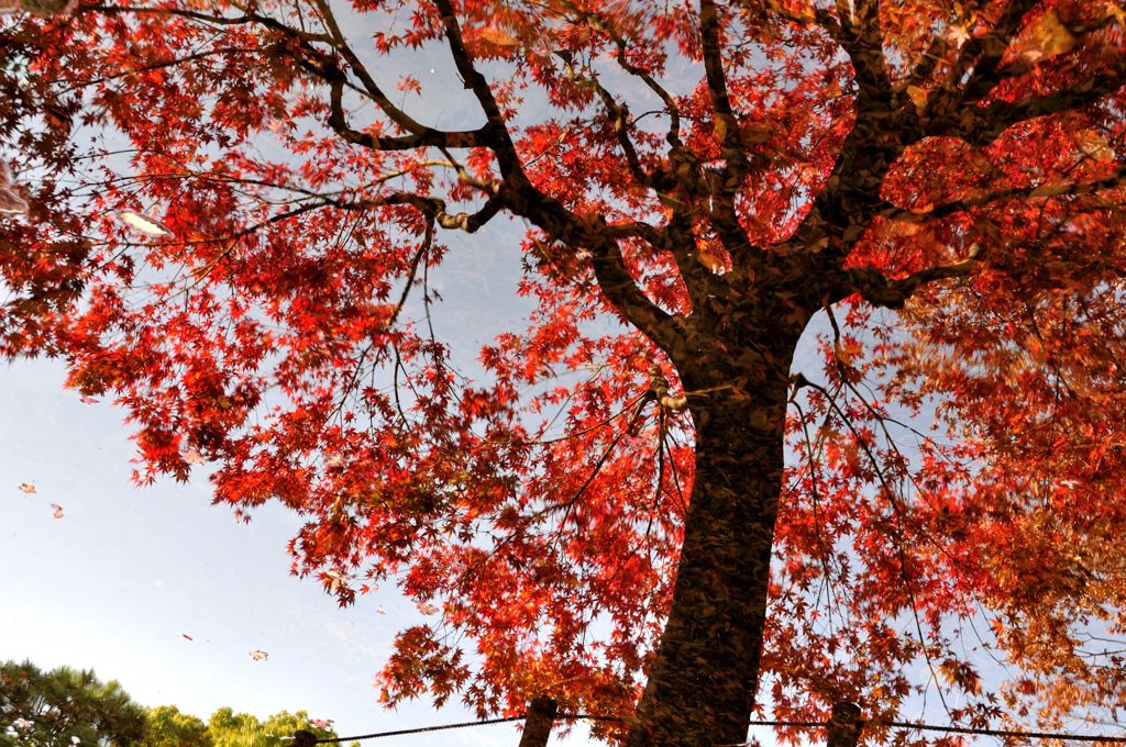 紅葉おまけ（貼りついた落ち葉）