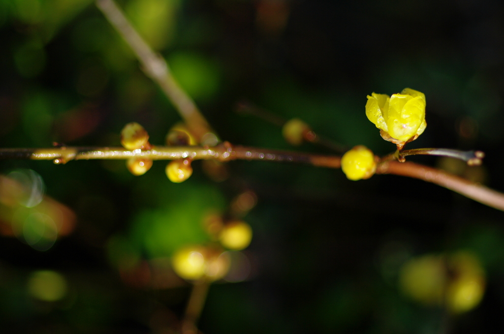 初春　雨の蝋梅