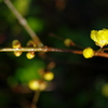 初春　雨の蝋梅