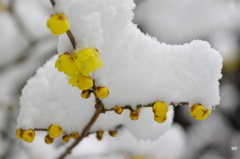 雪中蝋梅花