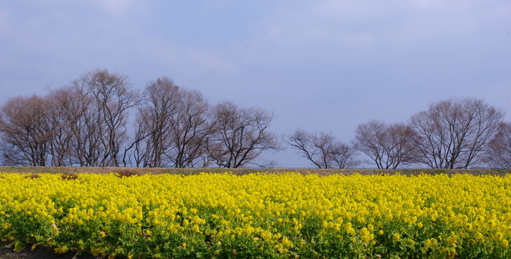 春霞‐菜の花畑‐　