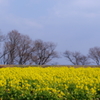 春霞‐菜の花畑‐　