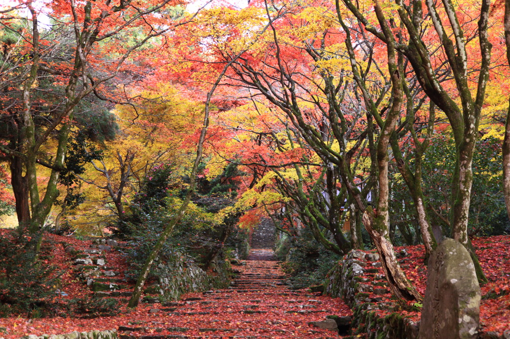 紅葉と落葉のジュータン