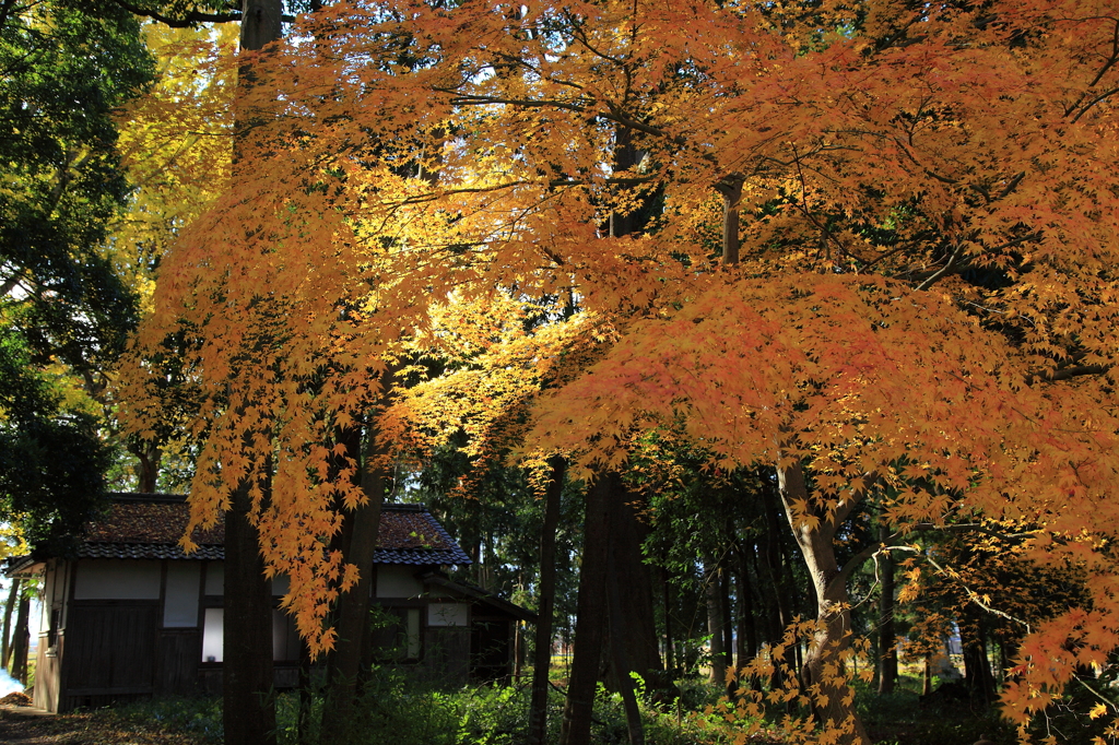 林の中の紅葉