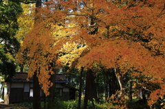 林の中の紅葉