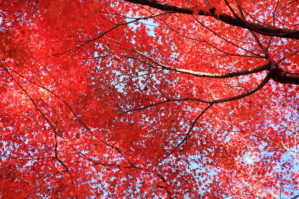 空一面の紅葉