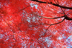 空一面の紅葉