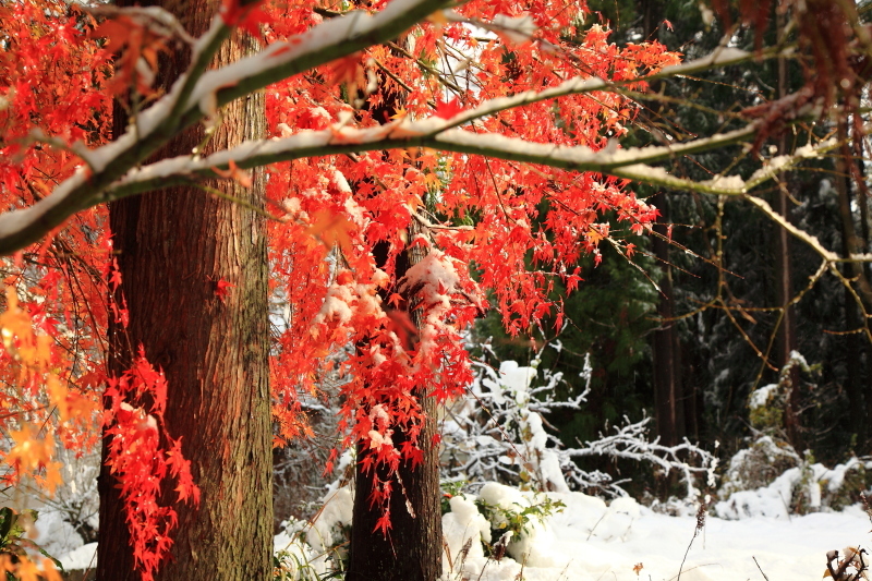 紅葉と雪