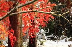 紅葉と雪