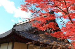 寺と真っ赤なモミジ