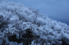 雪の花②