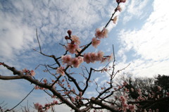 春よ早く来い