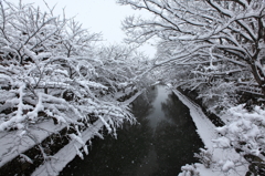 堀の雪桜