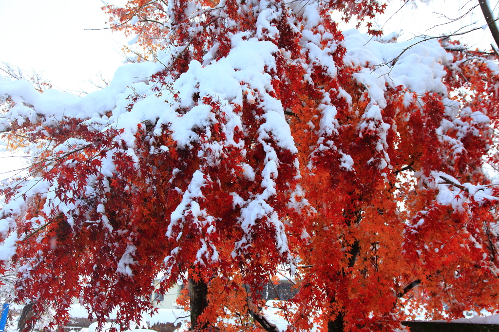 紅葉と雪のコラボ